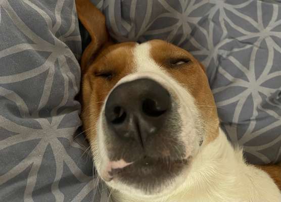 42. Handy Fotochallenge - Den richtigen Riecher haben-Beitrag-Bild