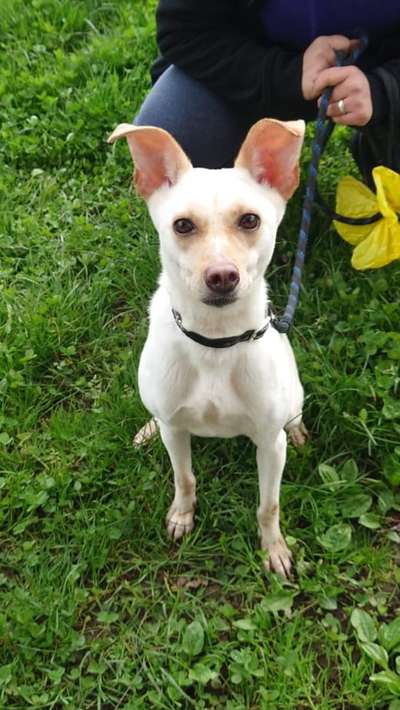 Tierschutzhunde suchen ein Zuhause-Beitrag-Bild