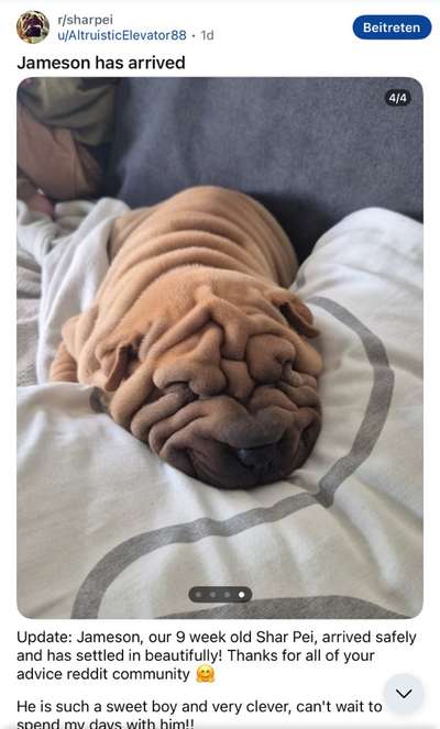 Qualzucht - Warum Aufklärung alleine nicht reicht-Beitrag-Bild