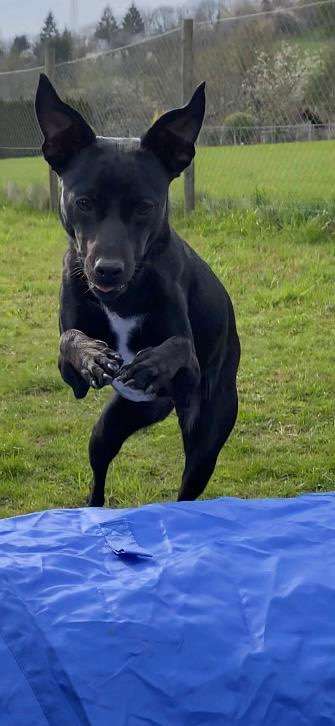 61. Handyfotochallenge - der springende Hund-Beitrag-Bild