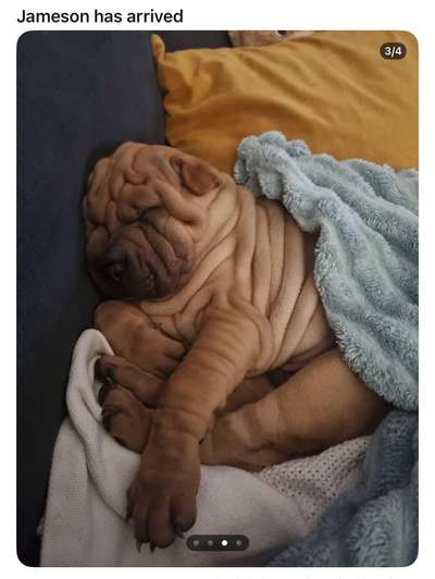 Qualzucht - Warum Aufklärung alleine nicht reicht-Beitrag-Bild