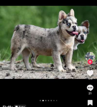 Qualzucht - Warum Aufklärung alleine nicht reicht-Beitrag-Bild