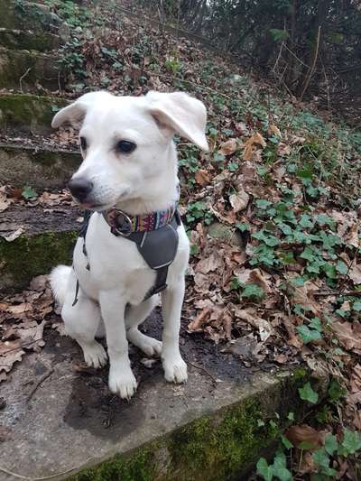 Tierschutzhunde suchen ein Zuhause-Beitrag-Bild