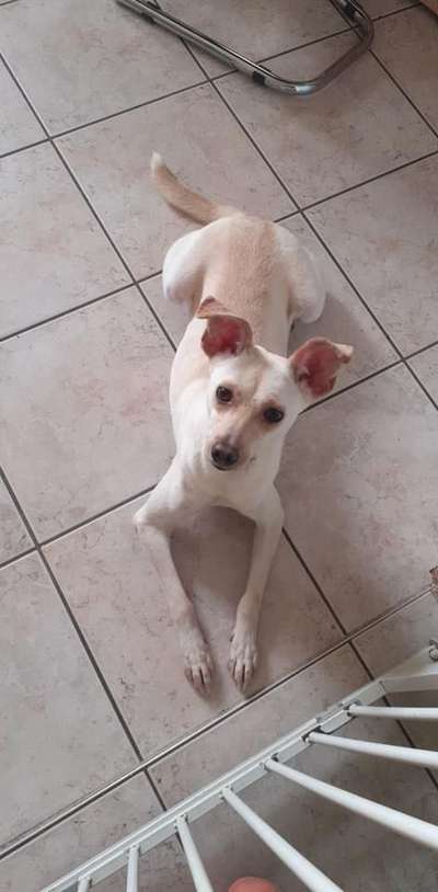 Tierschutzhunde suchen ein Zuhause-Beitrag-Bild