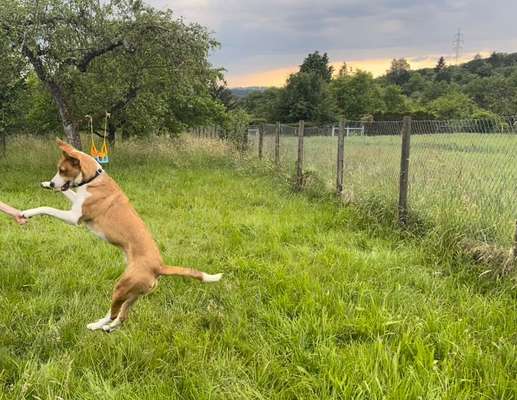 61. Handyfotochallenge - der springende Hund-Beitrag-Bild