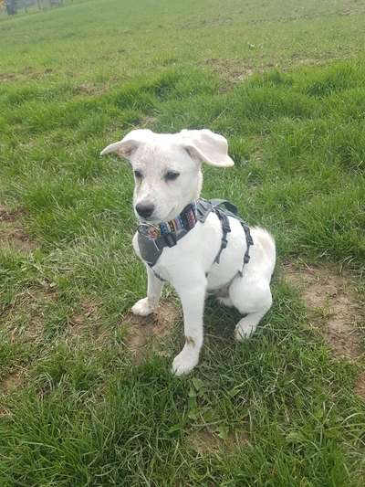 Tierschutzhunde suchen ein Zuhause-Beitrag-Bild