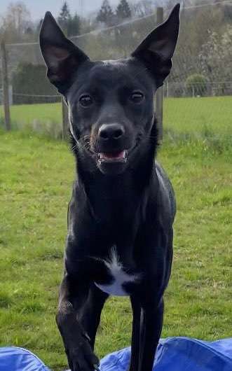 Handy Foto Challange Nr. 46  Happy Dog-Beitrag-Bild