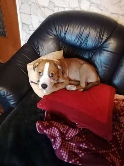 Olde English Bulldogge-Beitrag-Bild