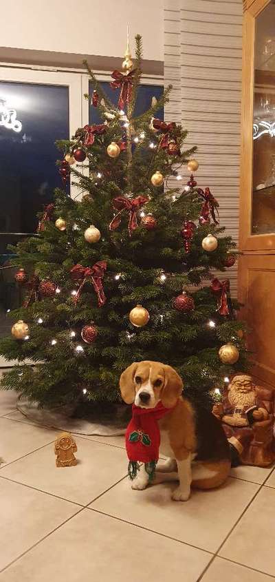 Weihnachtsfoto Aktion!-Beitrag-Bild