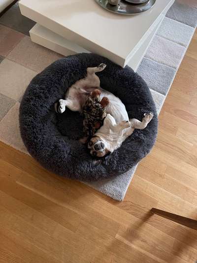 Jack Russell Terrier-Beitrag-Bild