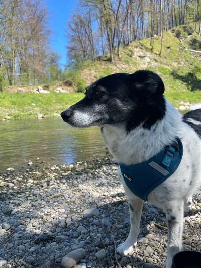 Auslandstierschutz-Beitrag-Bild