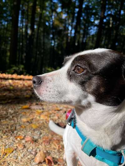 Jack Russell Terrier-Beitrag-Bild