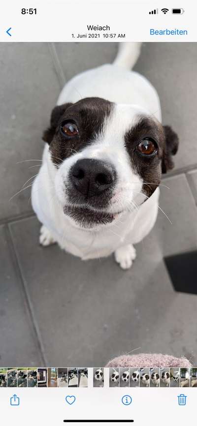 Auslandstierschutz-Beitrag-Bild