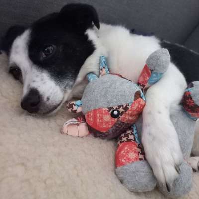 Hundetreffen-Suche nach Spielkamaraden