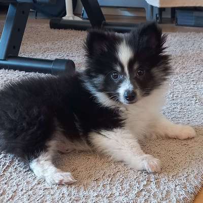 Hundetreffen-Suche Spielkameraden für meinen Junghund-Bild