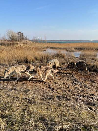 Wolfhunde Besitzer TWH oder SWH hier?-Beitrag-Bild