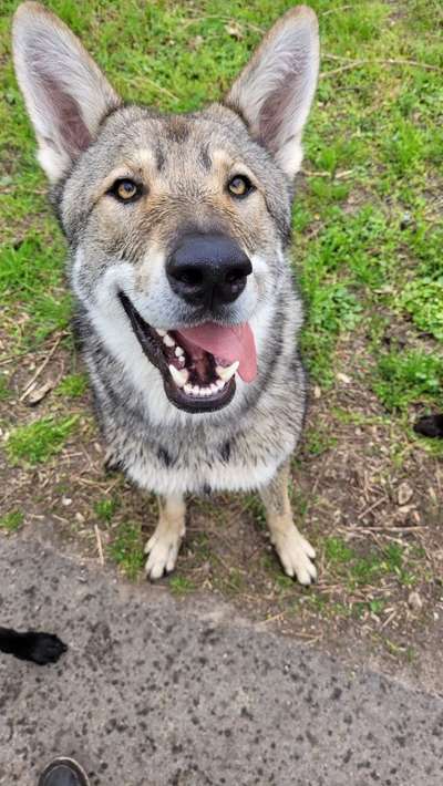 Wolfhunde Besitzer TWH oder SWH hier?-Beitrag-Bild