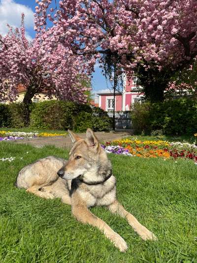 Wolfhunde Besitzer TWH oder SWH hier?-Beitrag-Bild