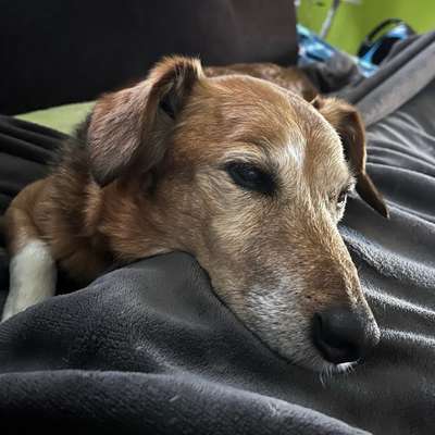 Hundetreffen-Gassirunde-Bild