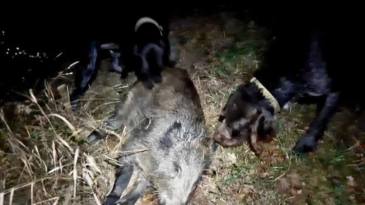 Sind hier Deutsch Kurzhaar/ Jagdhunde?-Beitrag-Bild