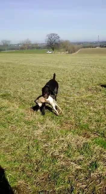 Dogorama Photo Challenge - Apportieren-Beitrag-Bild