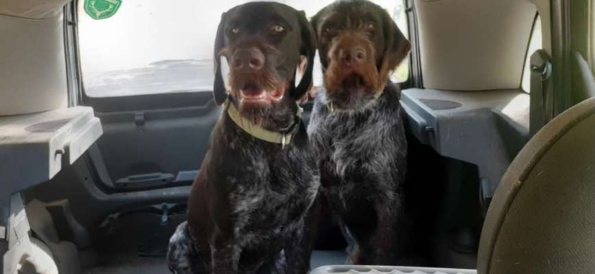 Sind hier Deutsch Kurzhaar/ Jagdhunde?-Beitrag-Bild