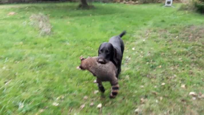 Dogorama Photo Challenge - Apportieren-Beitrag-Bild