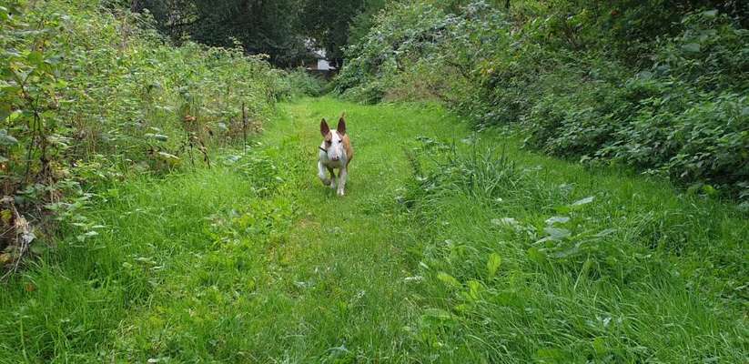 Hundetreffen-Freie Lauf - und Spielrunde in bookholt-Bild