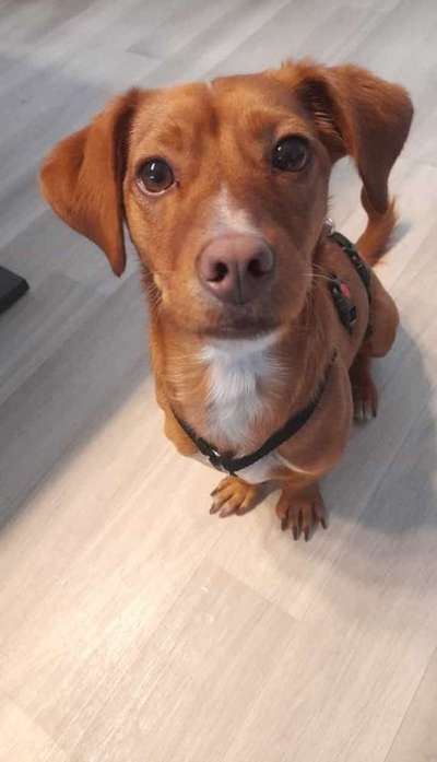 Dogorama Photo Challenge - Portrait-Beitrag-Bild