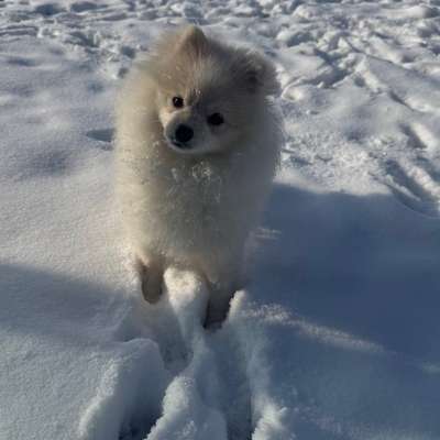 Hundetreffen-Spielpartner gesucht ✨-Bild