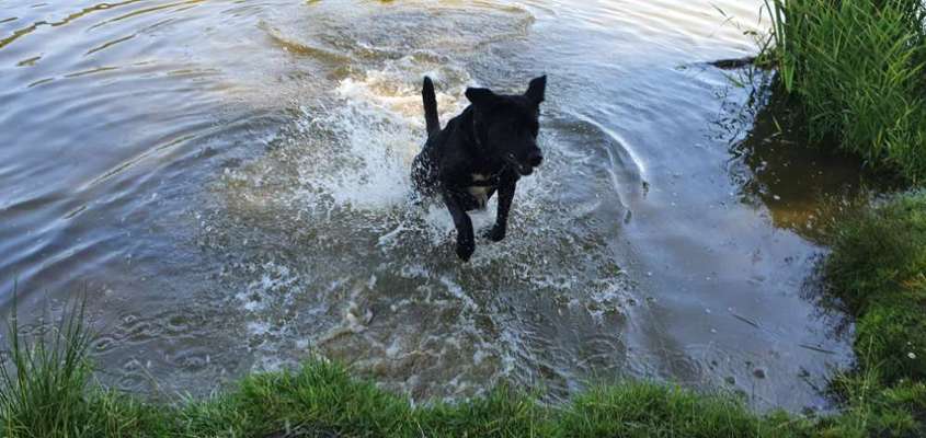 Dogorama-Monats-Challenge-Mai "Wasser"-Beitrag-Bild