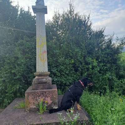 Hundetreffen-Laufen  🏃‍♀️ und Spielen-Bild