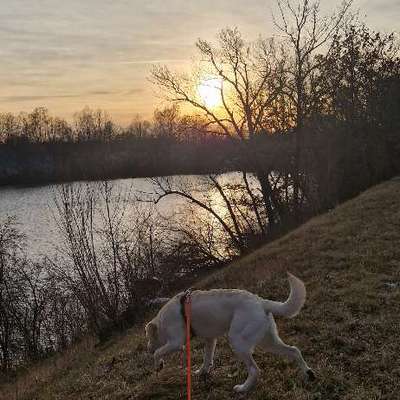 Hundetreffen-Social walk-Bild