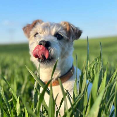 Hundetreffen-Gassi gehen-Bild