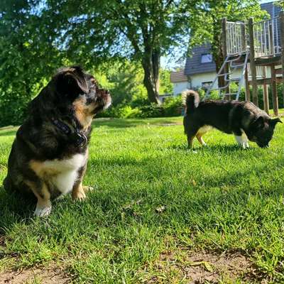 Hundetreffen-Kleine hunde Damen suchen Spielgefährten!!🌷🐾🍀🫶🌞-Bild