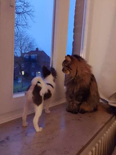 Hund und Katz Momente-Beitrag-Bild