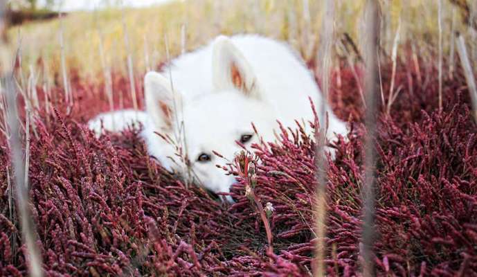 Dogorama Blog Challenge: Hundetricks-Beitrag-Bild