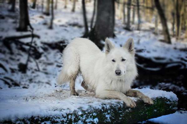 Dogorama Blog Challenge: Hundetricks-Beitrag-Bild