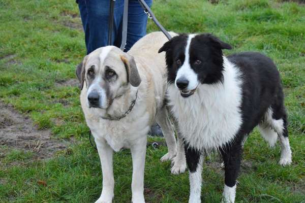 Herdenschutzhunde und Herdi-Mixe-Beitrag-Bild