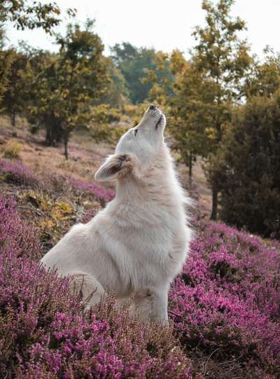 Heide Shooting-Beitrag-Bild