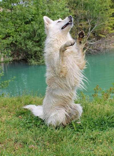 Dogorama Blog Challenge: Hundetricks-Beitrag-Bild