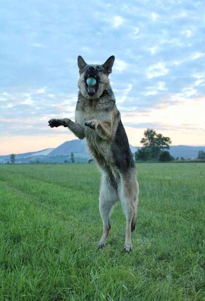 43. Fotochallenge-Zeigt mir eure Ball oder Frisbee verrueckten Hunde-Beitrag-Bild