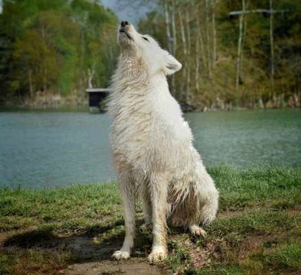 Dogorama Blog Challenge: Hundetricks-Beitrag-Bild