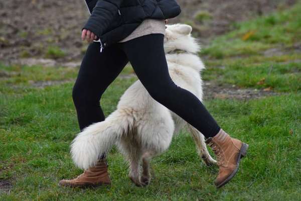 Dogorama Blog Challenge: Hundetricks-Beitrag-Bild