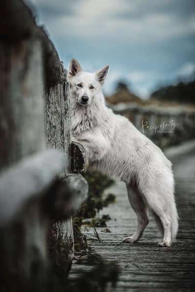 Zeigt euren Hund an eurem lieblingsplatz-Beitrag-Bild