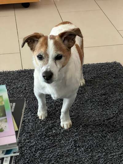 Unsere Fellnasen im Regenbogenland-Beitrag-Bild