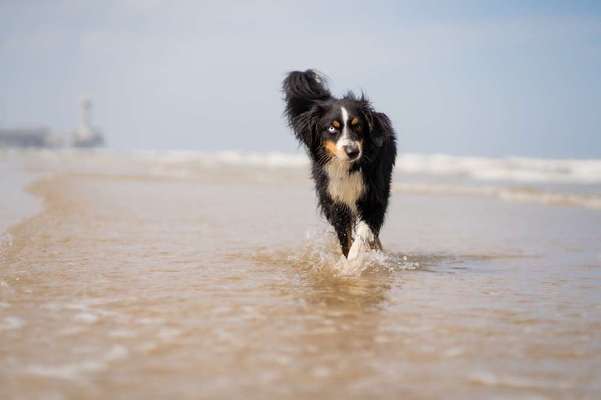 Wir würden gerne unseren oskar ans Wasser gewöhnen ...-Beitrag-Bild