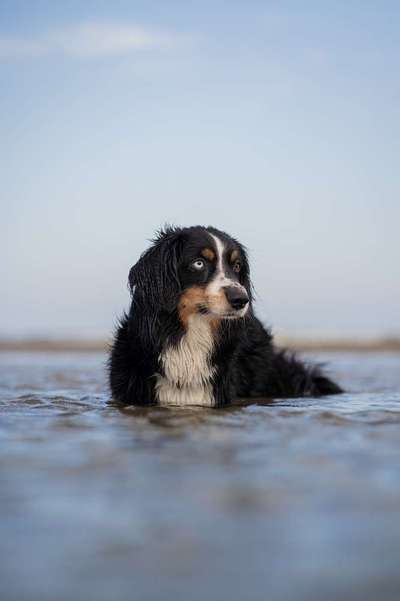 Wir würden gerne unseren oskar ans Wasser gewöhnen ...-Beitrag-Bild