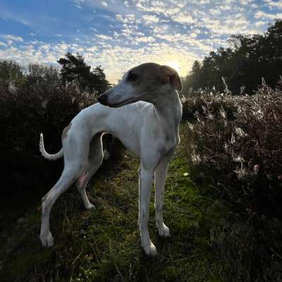 Hundetreffen-Spiel- und Renntreff ( gern Windhunde)-Bild