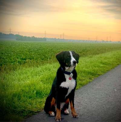 Hundetreffen-Welpen-/Hundetreffen rund um Rethmar